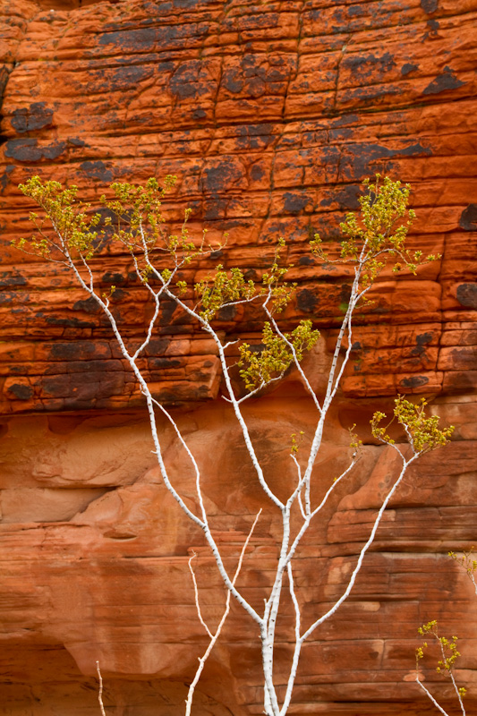 Tree And Rock Wall